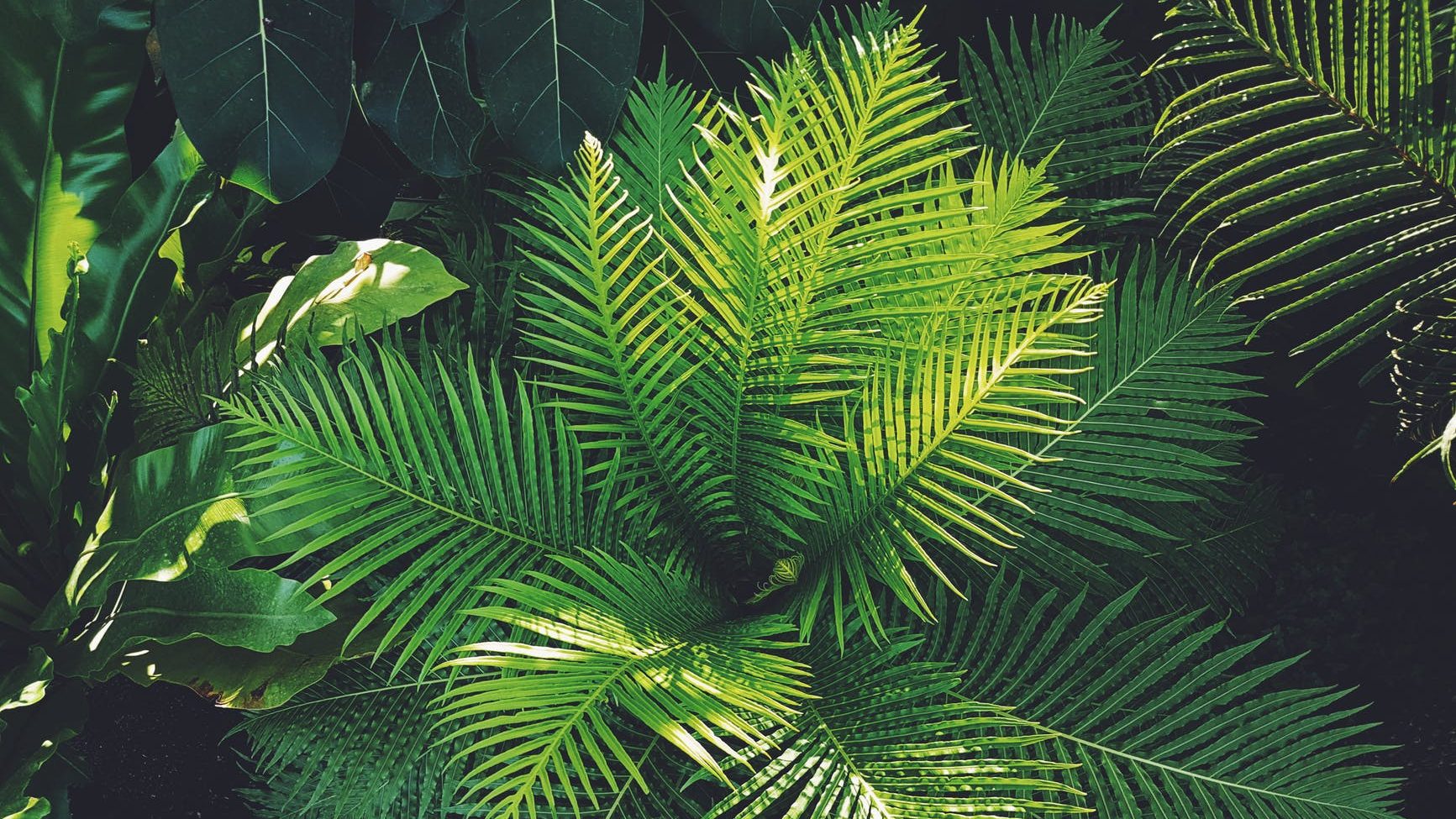 photography of plants